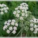 산에는꽃이피네 이미지