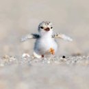 당당케이크