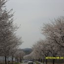 북면 벚꽃길 Daum카페