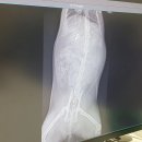 엑슬루 동물병원 이미지