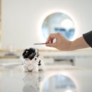 아이티즈 이미지