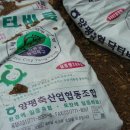 인서농장 Daum카페