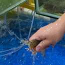 대하회가든 | 가락시장에서 대하, 회 후기 | 가락시장 가든몰 비추후기