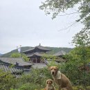 충북 단양 여행 필수 코스 온달산성 대형견 동반 후기