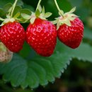 재삼농장 이미지