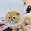 3556 | 대전 보호자 동반 고양이 미용실 ~ 대전 페르시안캣 !!