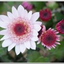 복룡동 시민문화공원 이미지