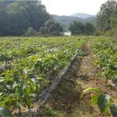 황금농장 이미지