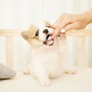 충무로애견 이미지