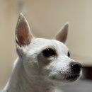 대디동물병원 이미지