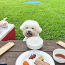 기흥레스피아 관리동 2층 | [용인시 기흥구] 용인 애견동반 숙소 '골드펫리조트 프라이빗 콘도 1층' 후기