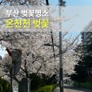 온천천 자전거대여소 옆 | 온천천벚꽃 실시간 개화상황 주차장 부산 야간 벚꽃명소
