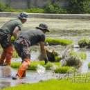 포항해병대 1사단, 봄철 농번기 일손돕기 지원10일간 11,000여명 장병 투입해 대민지원 나서 이미지