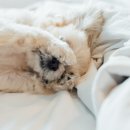 로얄 도그앤캣 메디컬센터 이미지