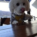 멍멍로그 네이버블로그