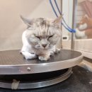 복기애견 이미지