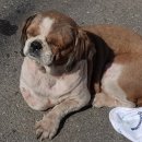 문경가축병원 이미지