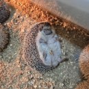 두배농장 | 아이와 가기 좋은 강릉동물원 대관령아기동물농장 후기