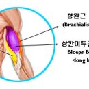 원암 바이셉스 컬(One Arm Biceps Curl) 이미지