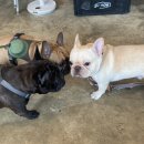 프불하우스 이미지