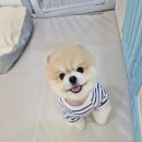 애견호텔 몽몽 네이버블로그