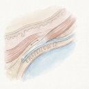 골든발란스의원 | 안검하수 재수술, 짝눈, 토안증 개선? ‘이것’ 확인하지 않으면 위험합니다.