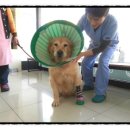 맘편하개 이미지