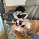 댕댕이의 하루 이미지