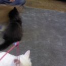 하룻고양이 | 전주캣카페, [하룻고양이] 후기 !
