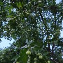 강림면342 | 폭염에는 남이 해주는 밥이 최고! [강림 산초두부] 가족모임 후기