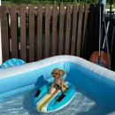 헤이, 댕댕 | 춘천 헤이댕댕 애견카페 실내 및 인조잔디 운동장 솔직후기