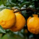 허암유고 이미지