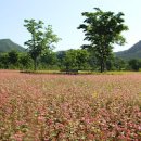 경기 북부 가볼만한곳 포천 생태경관단지 가을꽃정원 가을꽃축제 이미지