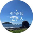 비양도의 비양나무자생지 | 제주올레길 14코스 | 여자 혼자 걸은 숲길과 여름 바다 기록