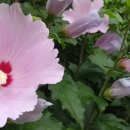 무궁화꽃, 독일과 한국 비교, 시기와 질투, 권태응의 시 외 이미지