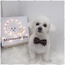 강아지미용실 이미지