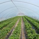 건양농장 이미지