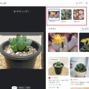 내이름은 다육이