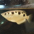 물총고기의 물 밖 곤충 사냥 비밀 250년 만에 밝혀져