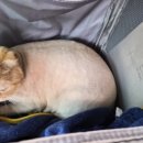 대구 고양이 미용 밀꼬냥 이미지