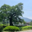 함안 영동리 회화나무 | [역사기행] 함안 영동리 학자수-회화나무