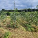 하이그린 농장 이미지