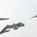 낙천갈비 이미지