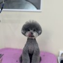 몽실몽실 애견미용 이미지