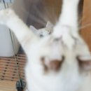 고양이분양은 노블캣 랙돌놀숲분양캐터리 대전점 이미지