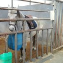 부안아리울승마장 이미지