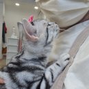 일산고양이분양 라라캣츠 이미지