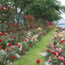 오십천둔치 이미지