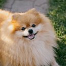 거울보는 강아지 이미지