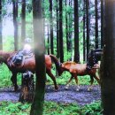 에코승마아카데미 이미지